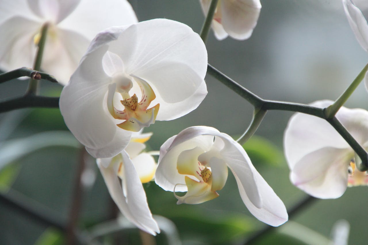 Offering orchid flower blossom bloom 87016.jpeg