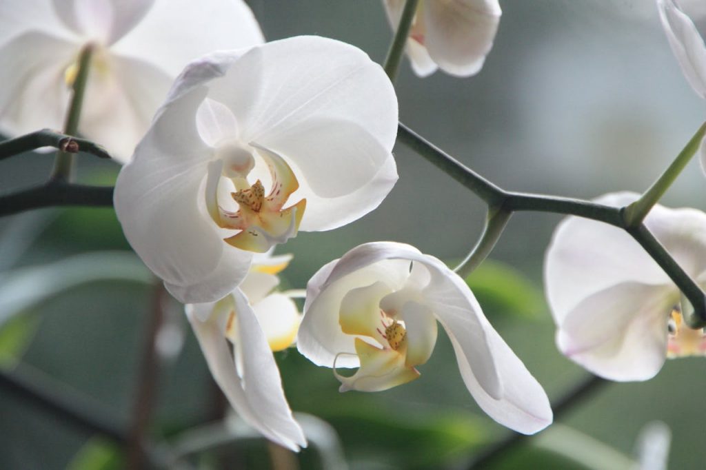 Mastering the First Impression: Your intriguing post title goes here Close-up of elegant white orchids with delicate petals in natural light, emphasizing their beauty.